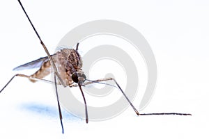 Mosquitoes (Culicidae Meigen, 1818) are a family of insects of the order Diptera (Nematocera: Culicomorpha).