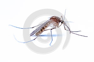 Mosquitoes (Culicidae Meigen, 1818) are a family of insects of the order Diptera (Nematocera: Culicomorpha). photo