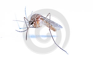 Mosquitoes (Culicidae Meigen, 1818) are a family of insects of the order Diptera (Nematocera: Culicomorpha). photo