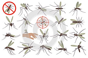 Mosquitoes flat illustrations set. Small flying insect, bites and sucks blood. Neutralize bug photo