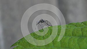 Mosquitoes on green leaves in tropical rain forest.