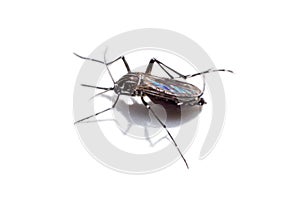 Mosquitoes isolated in white background, mosquitoes and blood