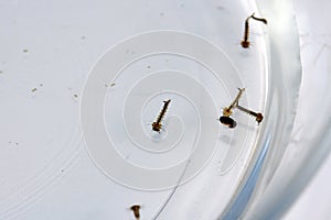 mosquitoes-larvae