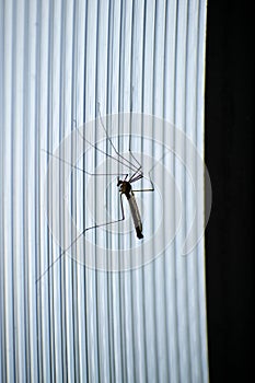 Mosquitoes of the long-legged. Large flying insect. Large male mosquito. Daddy-longlegs.