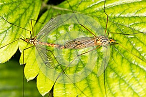 Mosquitoes make love