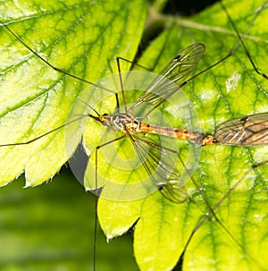 Mosquitoes make love