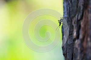Mosquitoes perched on trees It is a carrier of many diseases such as malaria, dengue, elephantiasis photo