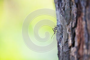 Mosquitoes perched on trees It is a carrier of many diseases such as malaria, dengue, elephantiasis photo