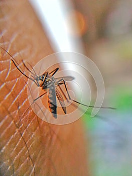 MosquitoesÃÂ  photo