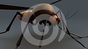 Mosquito photo