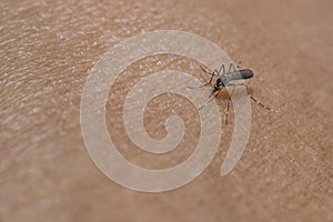 Mosquitoes are sucking blood on the skin