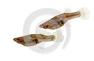 Mosquitofish couple portrait