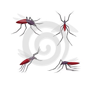 Mosquitos detailed color cartoon vector illustration set. Several insect views