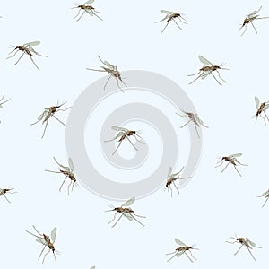 Mosquitos Seamless Pattern. Insect.