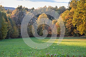 Mosquitos swarm flying in sunset light