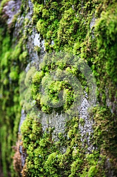 Moss