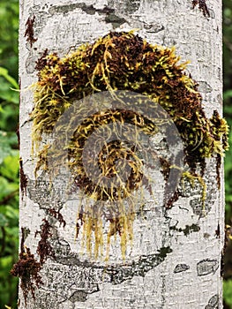 Moss on alder trees in the rainforest