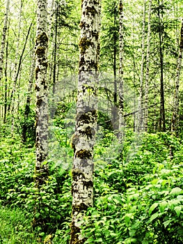 Moss on alder trees in the rainforest