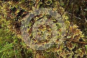 Moss in Alerce Andino National Park, Chile photo