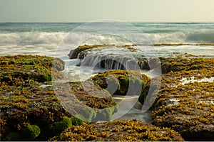 Moss and algae covering rocks