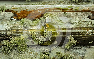 Moss and Algae growing on Boat