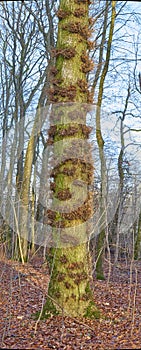 Moss and algae growing on trees in a forest with dead brown leafs on the ground in winter. Natural landscape with wooden