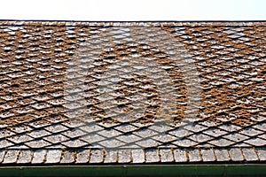 Moss and algae on slate roof tiles