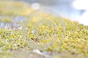 MOSS photo