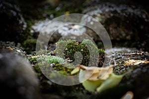 Moss on asbestos shingles