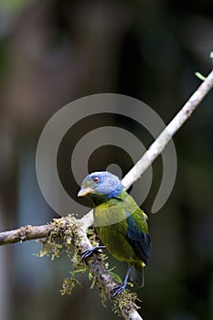 Moss-backed Tanager 844297