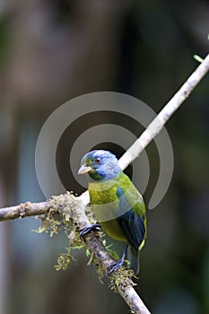 Moss-backed Tanager 844298