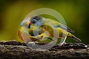 Moss-backed tanager, Bangsia edwardsi, bird feeding family behaviour in the tropic jungle forest. Tanager sittings on the branch,