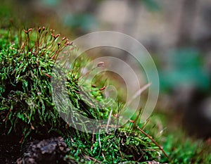 Moss background, green moss background, Green background, Moss, Background
