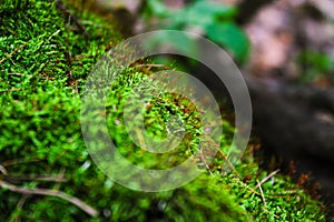 Moss background, green moss background, Green background, Moss, Background