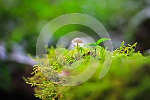 Moss background and smallmushroom