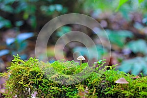 Moss background and smallmushroom