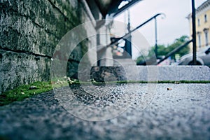 The moss at the base of the