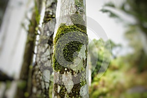 Moss at betelnut palm trunks