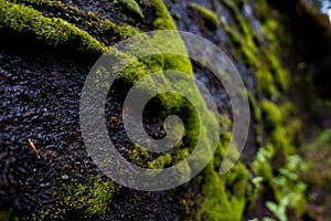 Moss on black stone, shallow depth of field photo