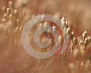 Moss blooming on a red background