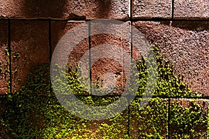 Moss on brick wall in sunlight. Mossy bricks backgrounds