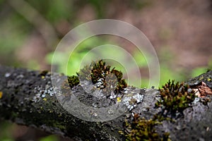 moss on a tree trunk photo