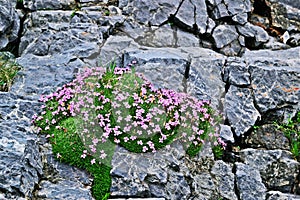 moss campion or cushion pink Silene acaulis