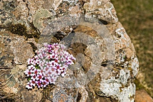 Moss campion in Iceland