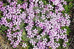 Moss campion in Iceland photo