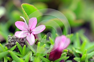 Moss campion pink flower