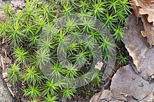Moss carpet in damp