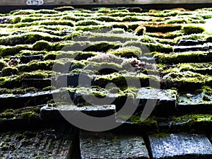 Moss on cedar roof