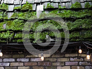 Moss on cedar roof