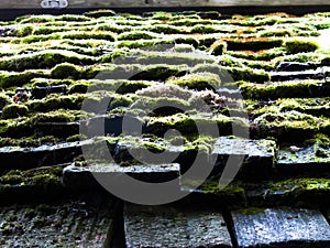 Moss on cedar roof photo